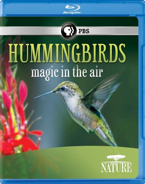 Pbs hummingbirdds magic in the air